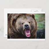 激しいグリズリーベア ポストカード (正面/裏面)