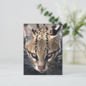 激しいハガキ ポストカード (スタンド正面)