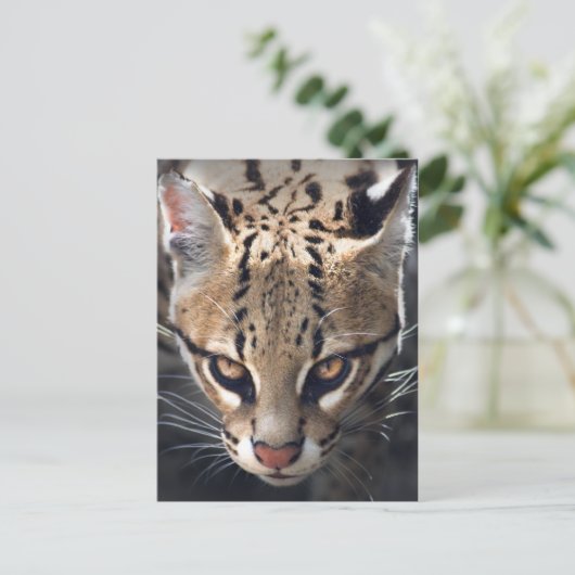 激しいハガキ ポストカード (スタンド正面)