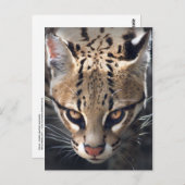 激しいハガキ ポストカード (正面/裏面)