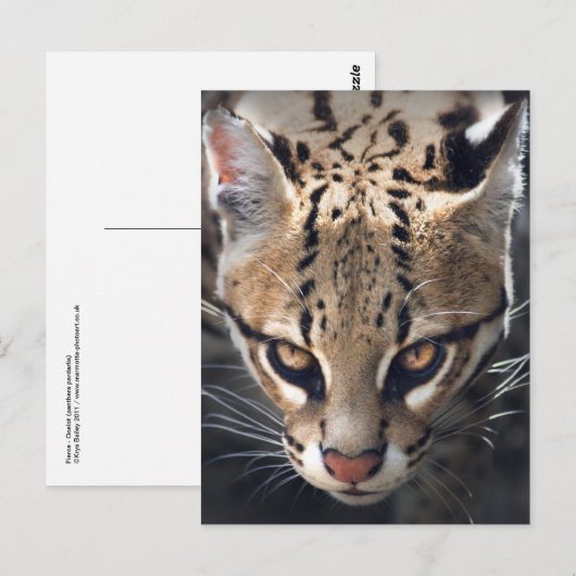 激しいハガキ ポストカード (正面/裏面)