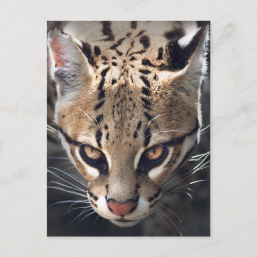 激しいハガキ ポストカード (正面)