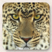 激しいヒョウ コースター (正面)