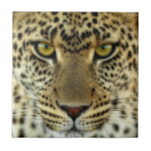 激しいヒョウ タイル (正面)