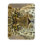 激しいヒョウ マグネット (縦)