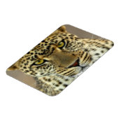 激しいヒョウ マグネット (左側)