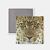 激しいヒョウ マグネット (正面/裏面)