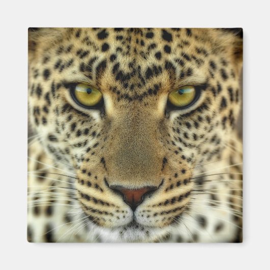 激しいヒョウ マグネット (正面)