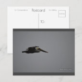 激しいペリカン III | ブルービーチソング™ ポストカード (正面/裏面)