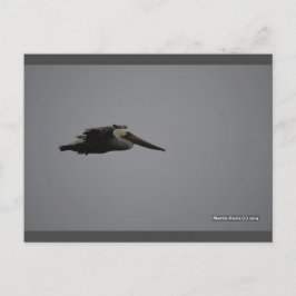 激しいペリカン III | ブルービーチソング™ ポストカード