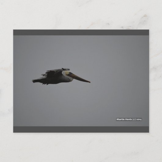 激しいペリカン III | ブルービーチソング™ ポストカード (正面)