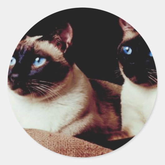 激しい猫 ラウンドシール (正面)