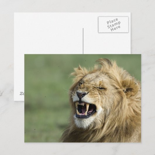 激しい獅子 ポストカード (正面/裏面)