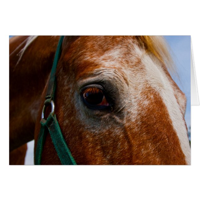 激しい目 (正面横)