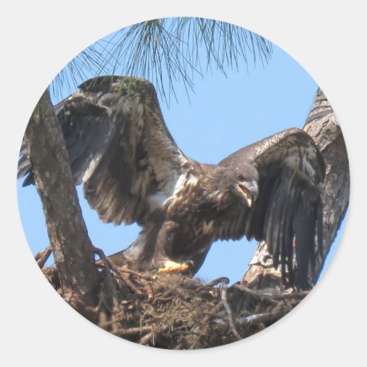 激しい若いイーグルのシール ラウンドシール (正面)