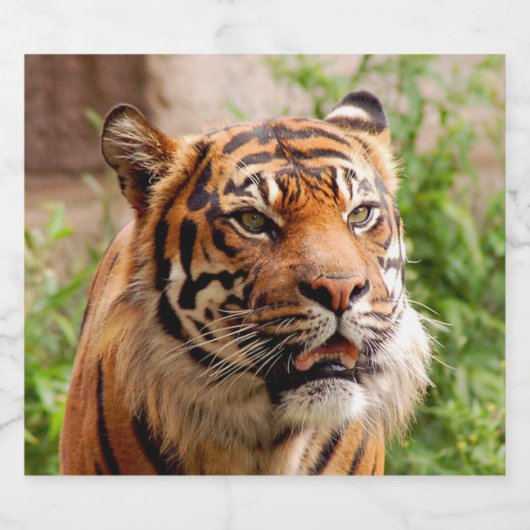 激しい虎 ビールラベル (シングルラベル)