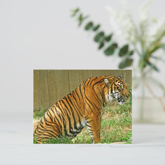 激しい虎 ポストカード (スタンド正面)
