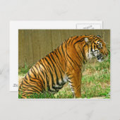 激しい虎 ポストカード (正面/裏面)