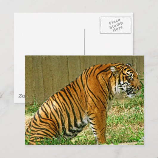 激しい虎 ポストカード (正面/裏面)