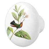 激しいThroatedハチドリ セラミックノブ (右)