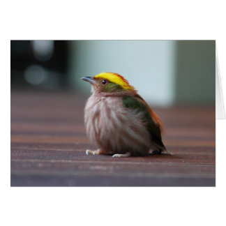 激しおおわれたManakin