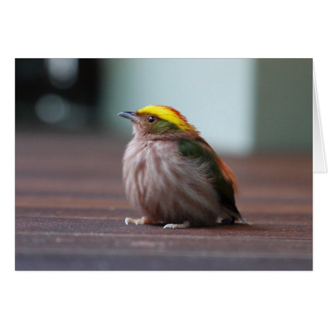 激しおおわれたManakin (正面横)