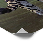 濁った川のジャガー ポスター (角)