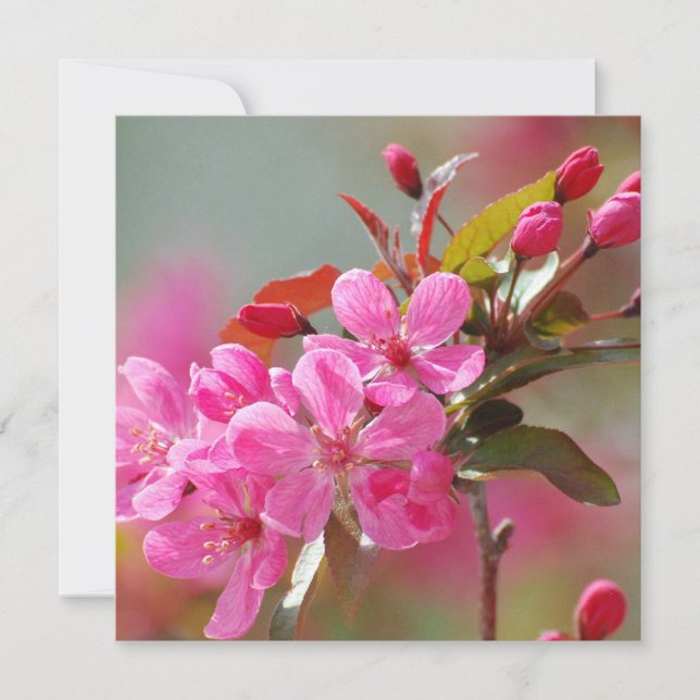 濃いピンクのさくらんぼ (正面)