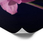 濃いピンクのオダマキ(植物)の花をクローズアップ ポスター (角)