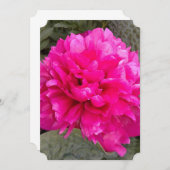 濃いピンクの牡丹の花空白のグリーティングカード (正面/裏面)