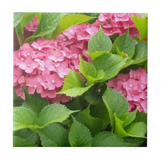 濃いピンクの紫陽花 タイル (正面)