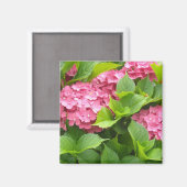 濃いピンクの紫陽花 マグネット (正面/裏面)