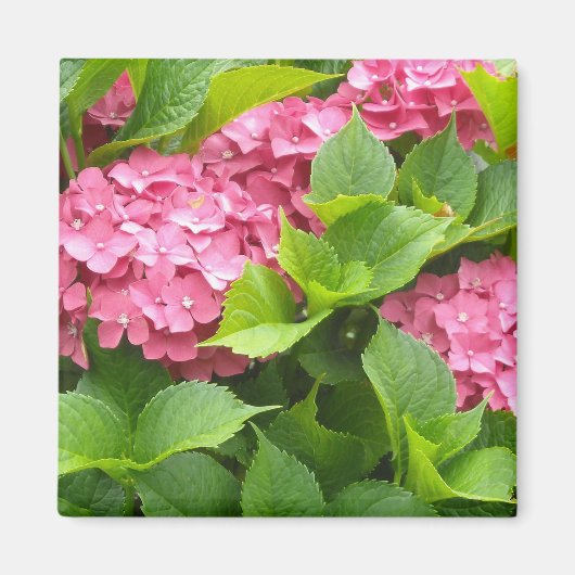 濃いピンクの紫陽花 マグネット (正面)