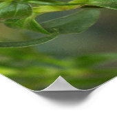 濃いピンクの花の上のルリタテハ ポスター (角)
