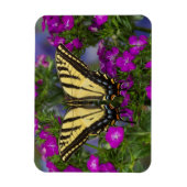 濃いピンク色の花を咲かせている子房の蝶 マグネット (縦)