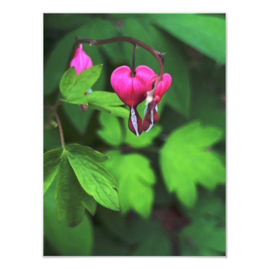 濃い出血ハート花 フォトプリント            (正面)