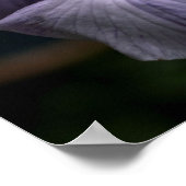 濃い日本の虹彩花が閉まる ポスター (角)