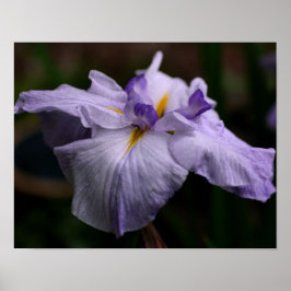 濃い日本の虹彩花が閉まる ポスター