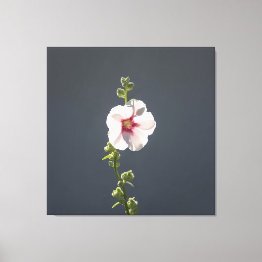 濃い灰色のピンクの花葉マローグリーンの花 キャンバスプリント (正面)