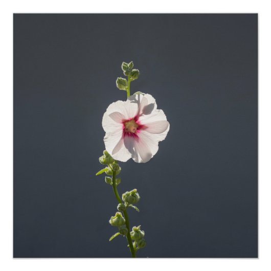 濃い灰色のピンクの花葉マローグリーンの花 ポスター (正面)