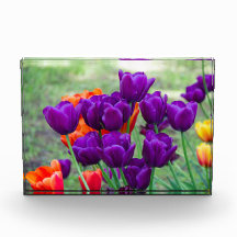 濃い紫のチューリップ