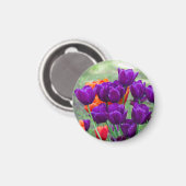 濃い紫のチューリップ マグネット (正面/裏面)
