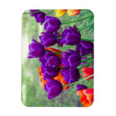 濃い紫のチューリップ マグネット (縦)