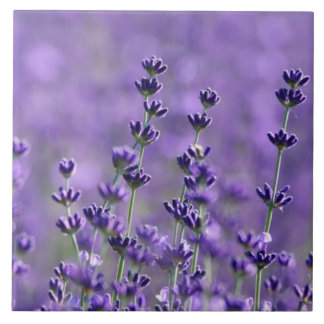 濃い紫のラベンダーの花 タイル