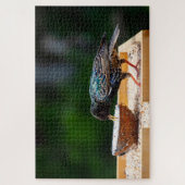 濃い羽の鳥の食べココナッツ ジグソーパズル (縦)