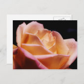 濃い色の黄色いバラの花 ポストカード (正面/裏面)