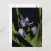 濃い青の旗の虹彩の花 ポストカード (正面/裏面)