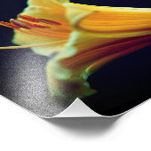 濃い黄色のユリの花8x10 フォトプリント            (角)