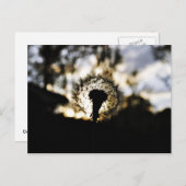 濃いNダンディ ポストカード (正面/裏面)