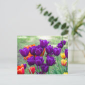 濃紫色のチューリップの写真 ポストカード (スタンド正面)